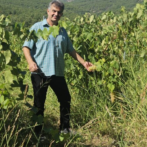 Ο Νίκος Πετεινής  από το Οινοποιείο Ακροθέα, μέσα στον αμπελώνα.